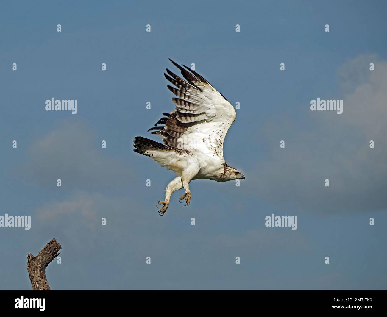 Aquila marziale sub-adulta (Polemaetus bellicosus) che vola con potenti battiti alari nel cielo blu chiaro del mattino sopra la Grande Mara, Kenya, Africa Foto Stock