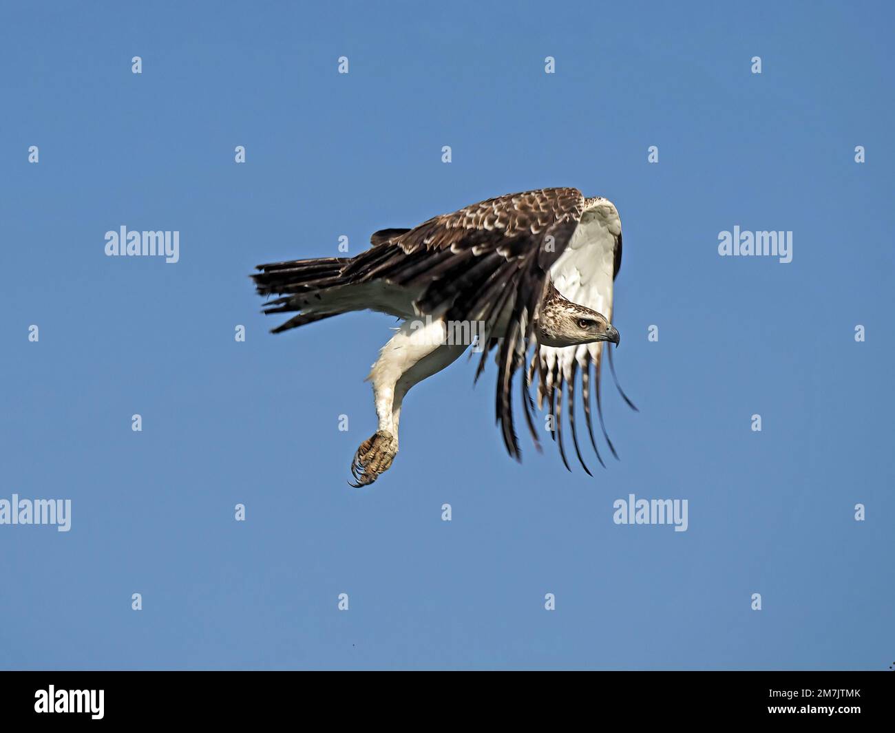 Aquila marziale sub-adulta (Polemaetus bellicosus) che vola con potenti battiti alari nel cielo blu chiaro del mattino sopra la Grande Mara, Kenya, Africa Foto Stock