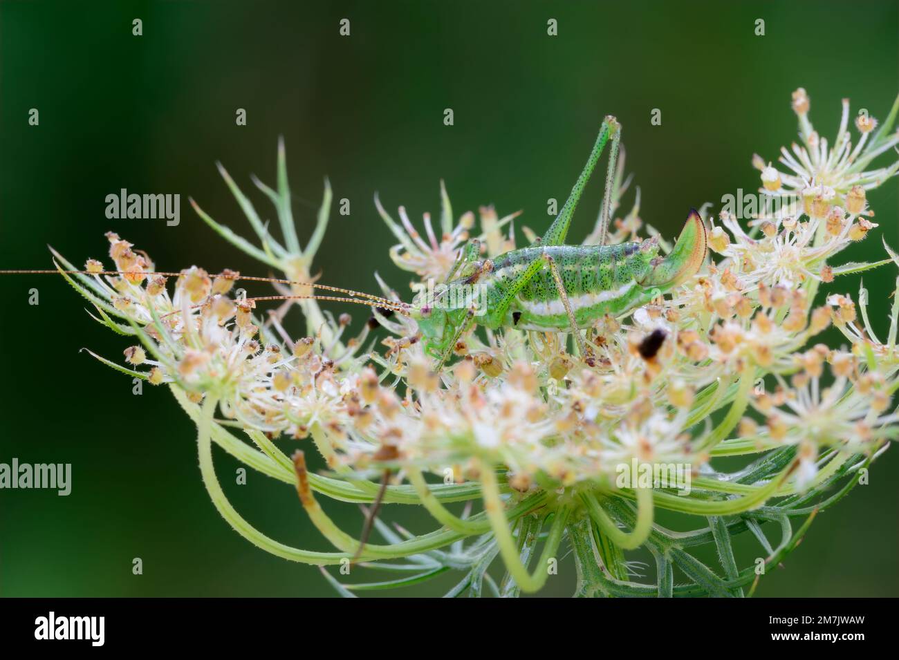 Cricket bush puntinato seduto su un fiore prato. Al mattino rugiada. Vista laterale, primo piano. Genere Leptophyes punctatissima. Trencin, Slovacchia. Foto Stock