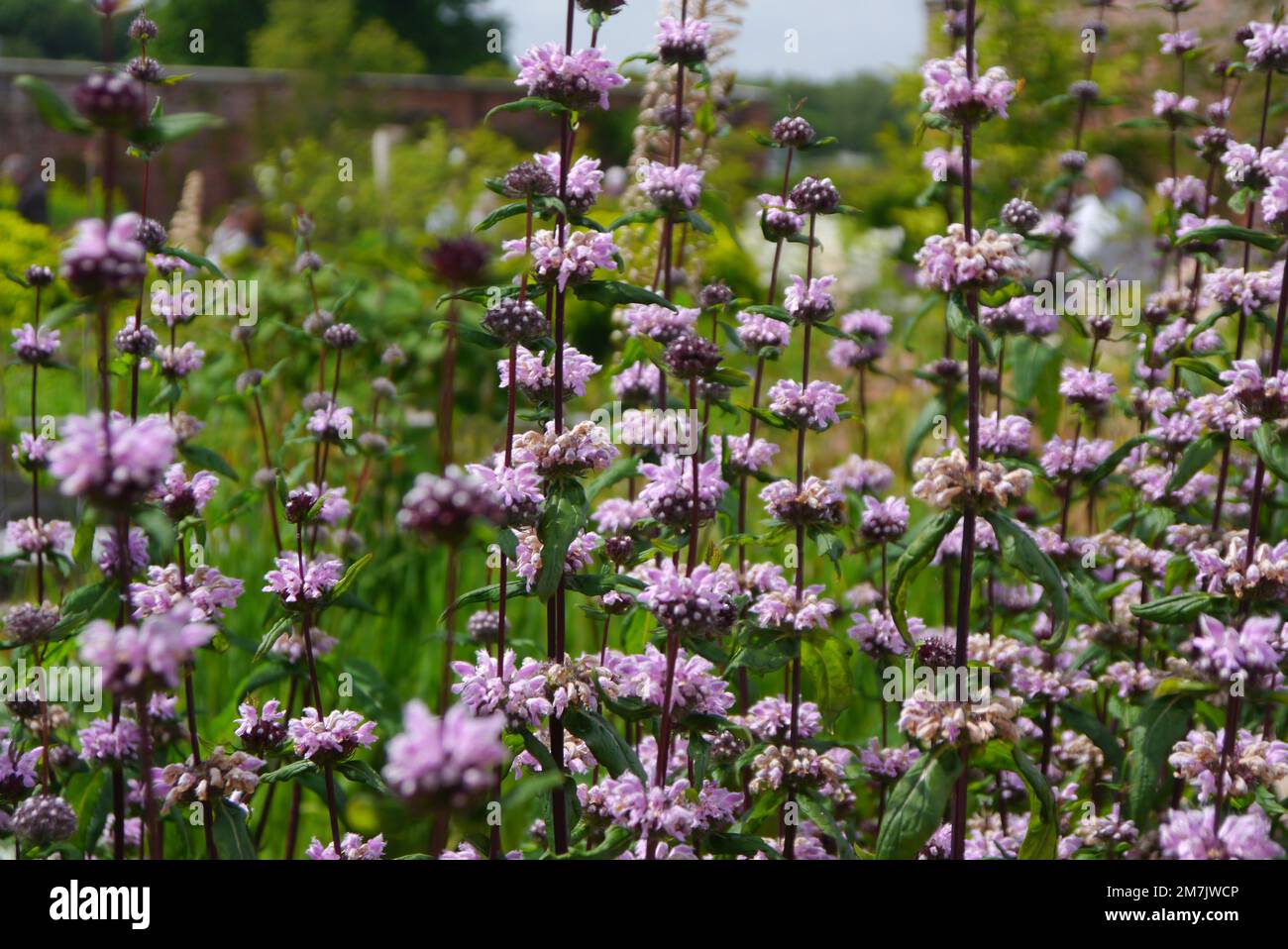 Fiori in mostra al RHS Garden Bridgewater, Worsley, Greater Manchester, UK, Phlomis Tuberosa 'Jerusalem Sage' (Sage-Leaf Mullein). Foto Stock