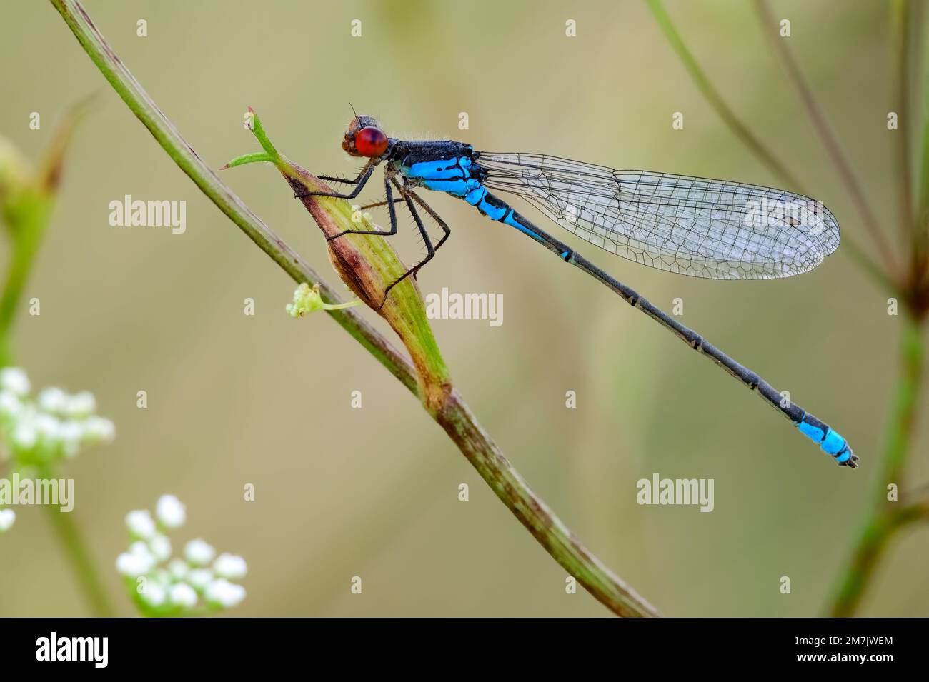 Maschio damselfly dagli occhi rossi seduto su un prato all'imbrunire. In attesa di preda. Vista laterale, primo piano. Genere Erythromma najas. Trencin, Slovacchia. Foto Stock