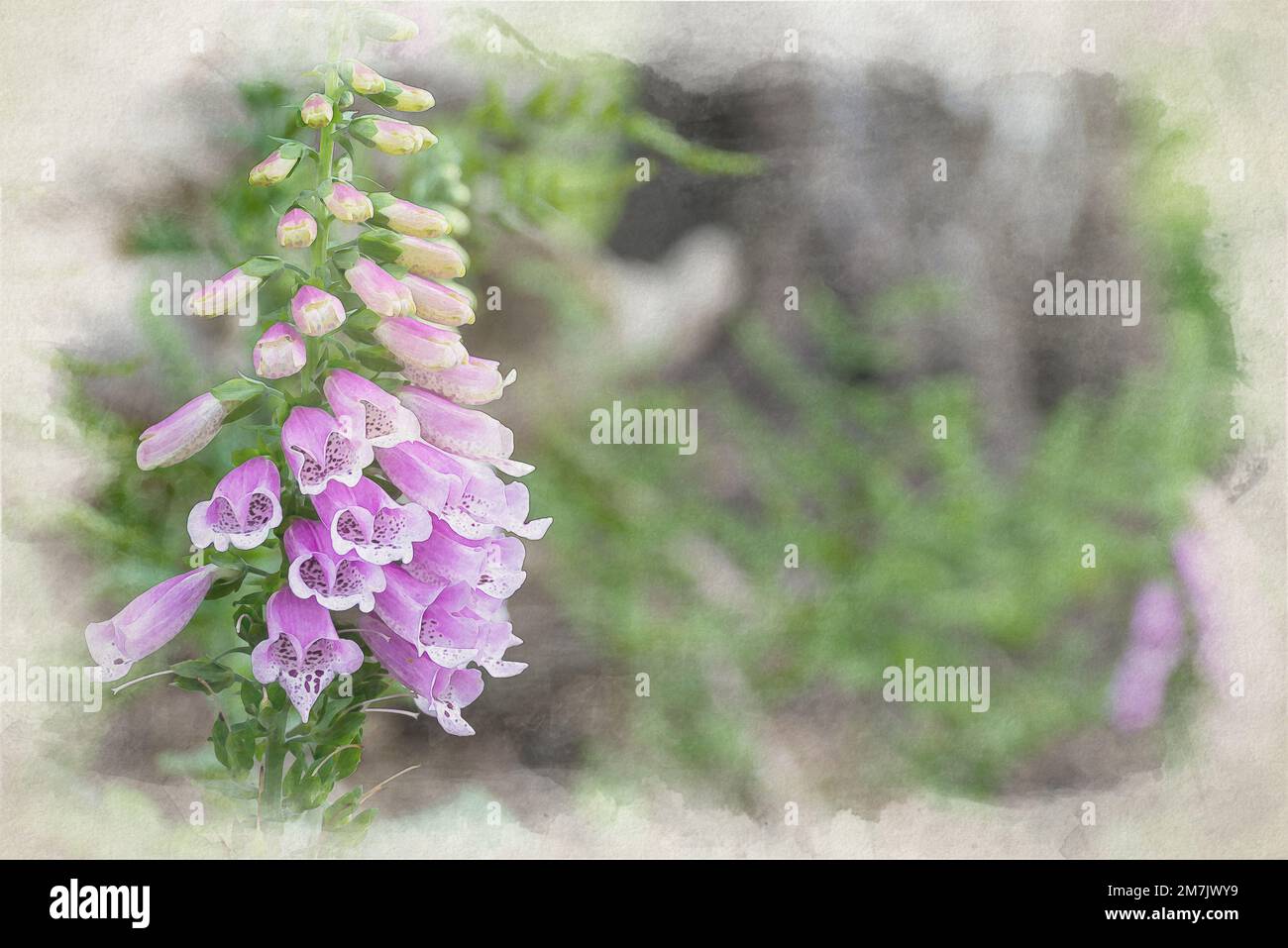 Bella pittura digitale di acquerello con i guanti di volpe viola e bianco. Foto Stock