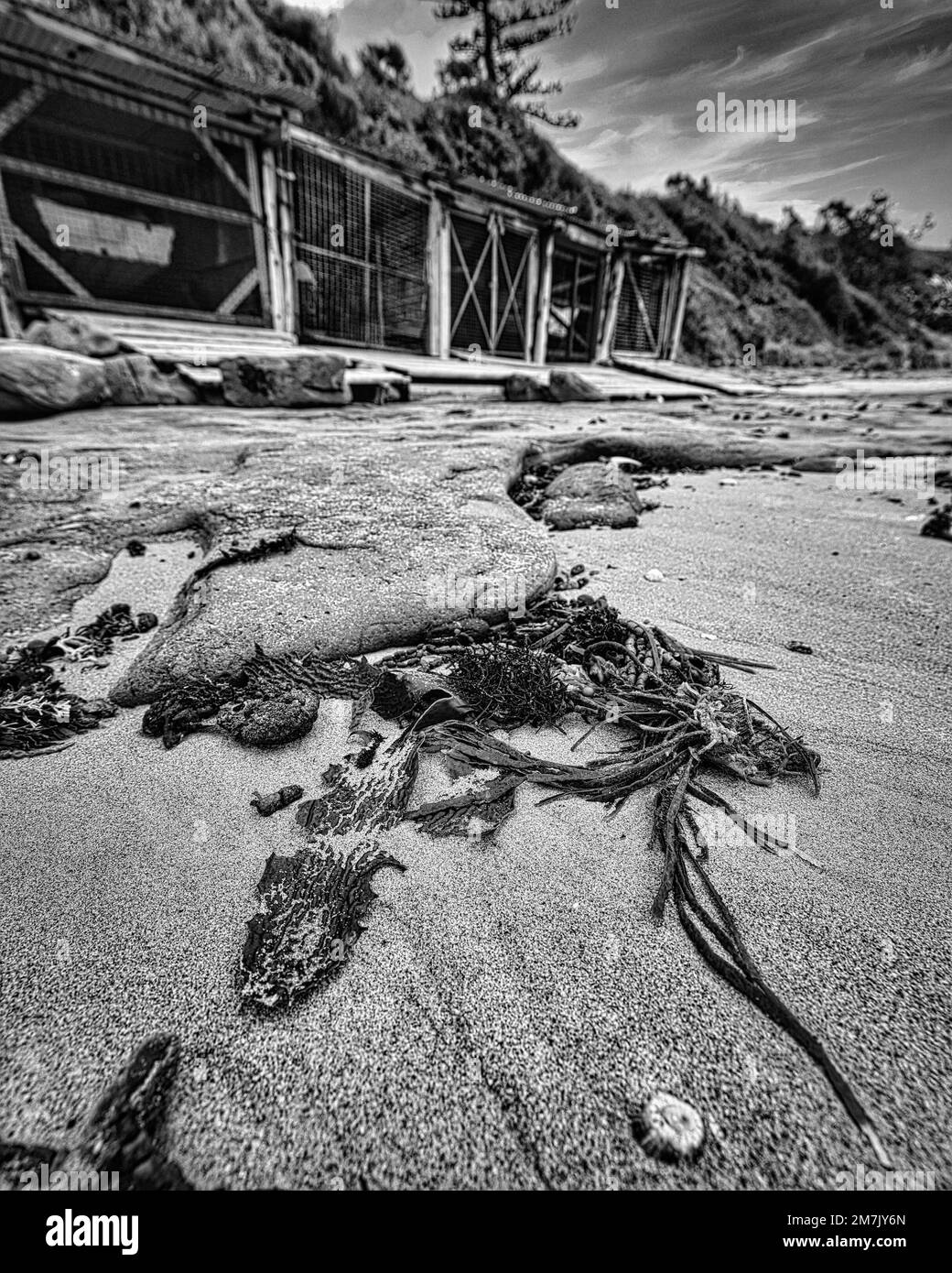 Un colpo verticale bianco e nero di alghe e sabbia sulla costa di un mare Foto Stock