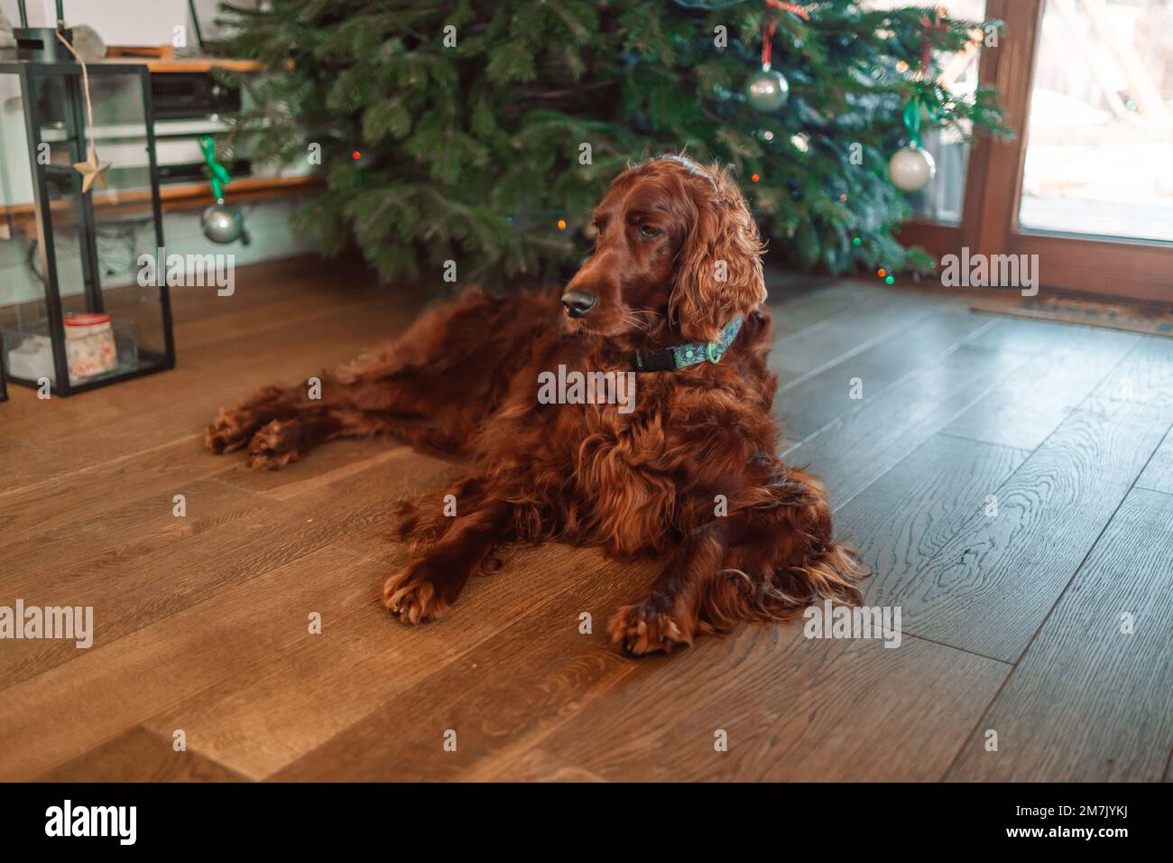 Divertente cute cane cucciolo bordo collie felice anno nuovo e Buon Natale. Rilassato rosso irlandese Setter cane si trova vicino all'albero di Natale. è in attesa di un Foto Stock