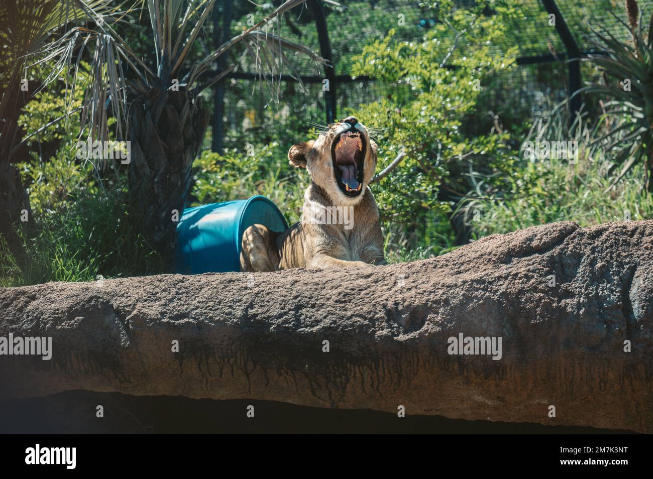Fauna selvatica a Perth Australia Foto Stock