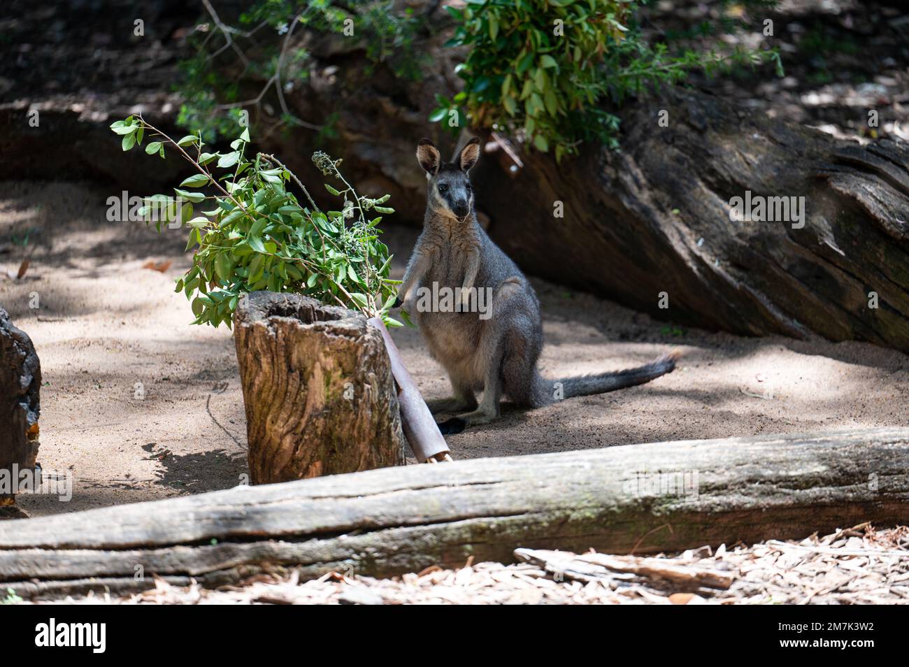 Fauna selvatica a Perth Australia Foto Stock