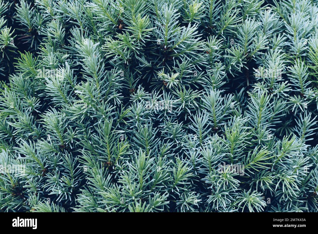 Rami verdi di un primo piano di un pino, aghi corti di un albero di conifere primo piano struttura di fondo Foto Stock