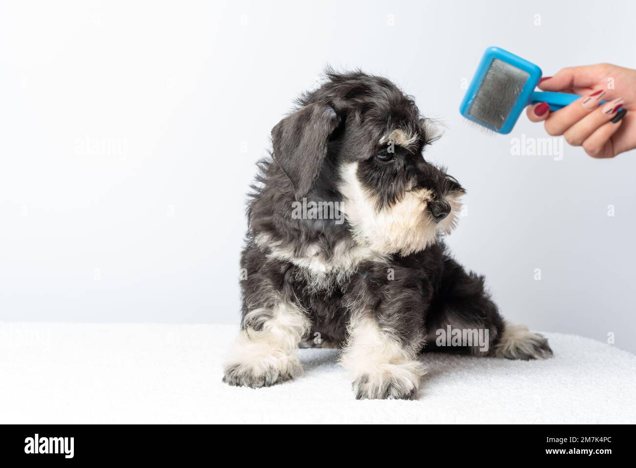 Una mano che pettina la pelliccia di un piccolo Schnauzer con una spazzola  dopo il lavaggio. Governare un cane sdraiato su un asciugamano bianco. Cura  dei capelli del cane. Centro benessere per