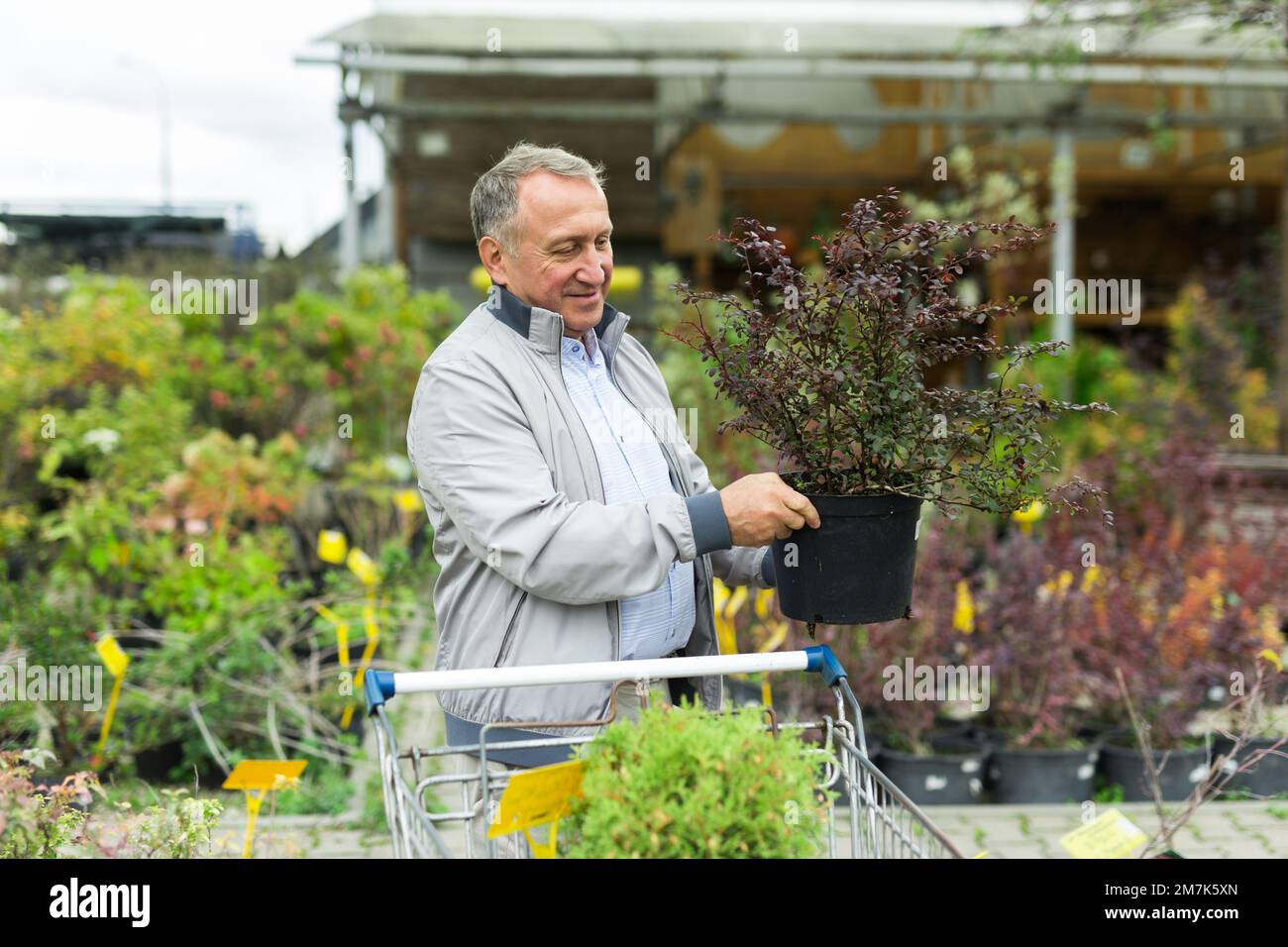 L'uomo caucasico sceglie germogli nel centro del giardino Foto Stock
