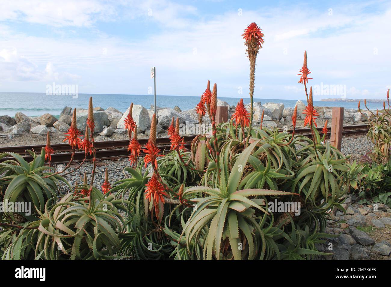 Pianta di yucca fiorita rossa vicino alla ferrovia costiera Foto Stock