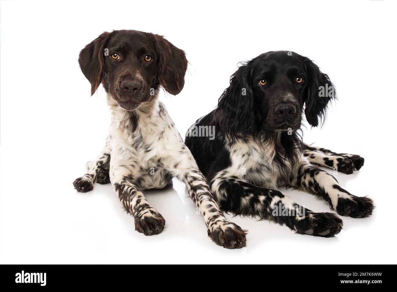 Piccoli cani munsterlander su sfondo bianco Foto Stock