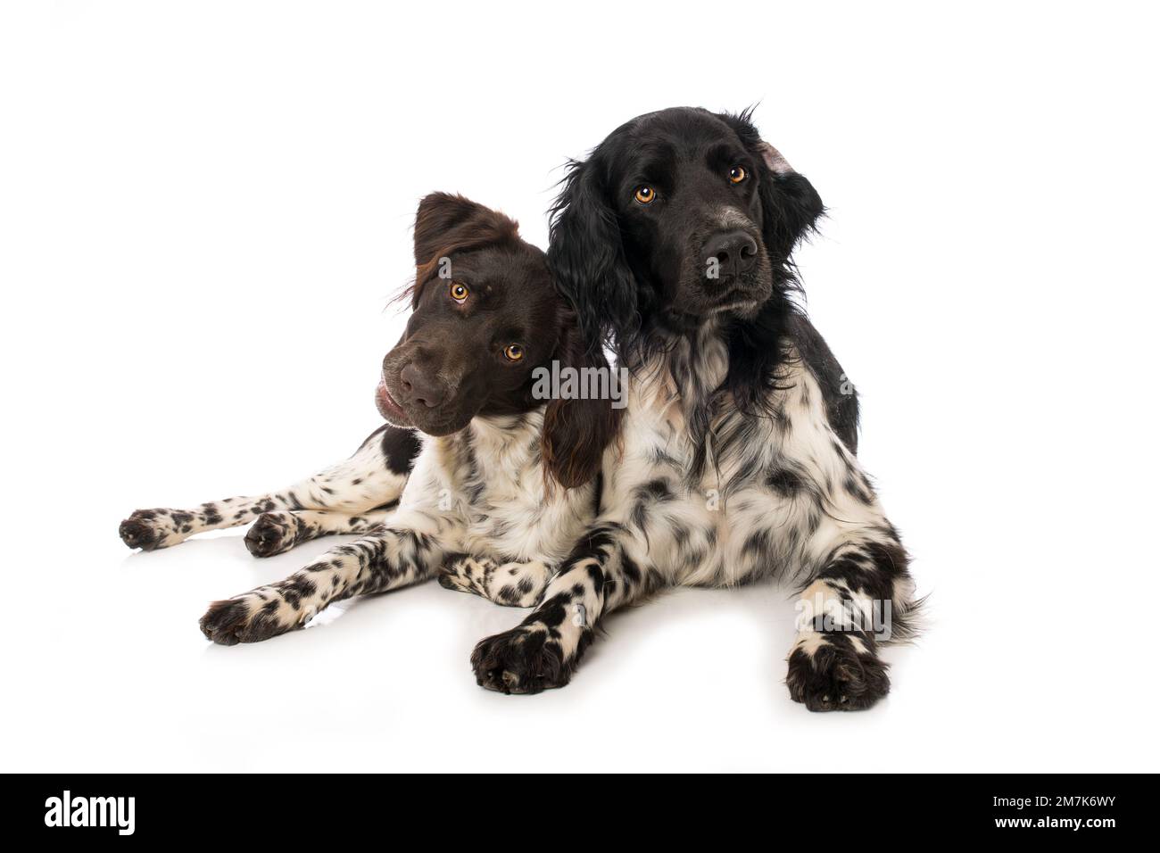 Piccoli cani munsterlander su sfondo bianco Foto Stock