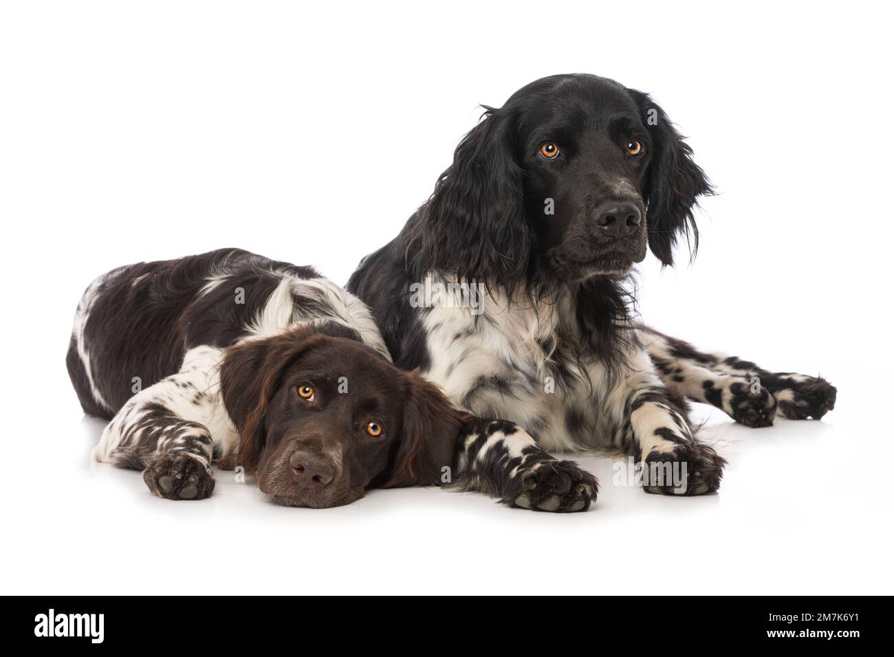 Piccoli cani munsterlander su sfondo bianco Foto Stock