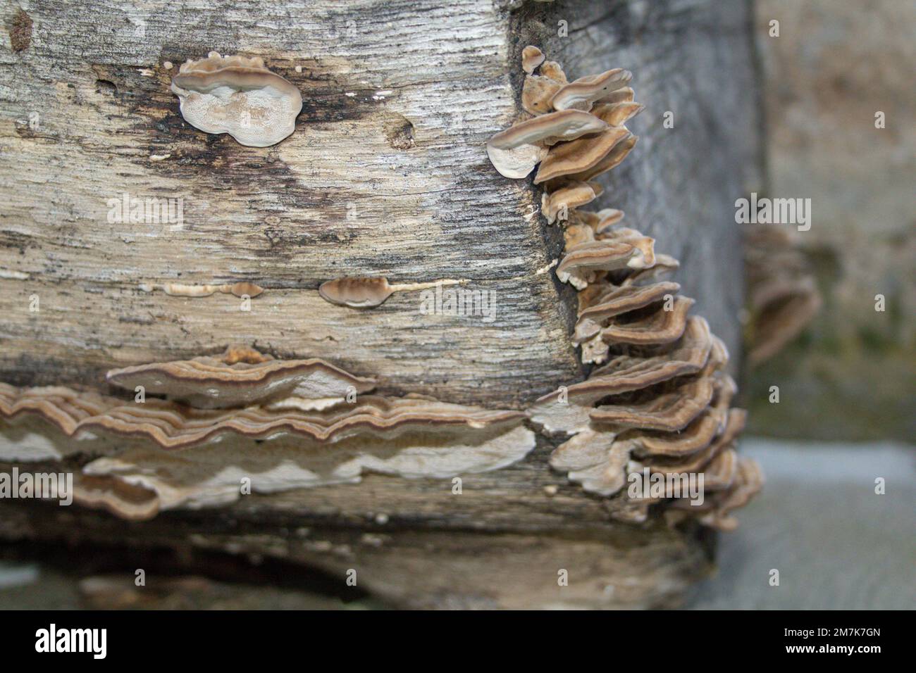 Immagine di un tronco d'albero con funghi attaccati. Foto Stock