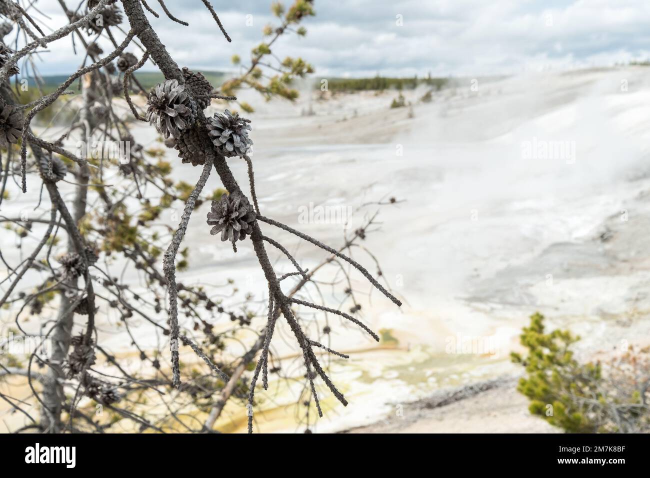 Alcuni ananas secchi su alcuni rami di un albero vicino al bacino del Geyser Norris, e sullo sfondo si possono vedere i geyser Foto Stock