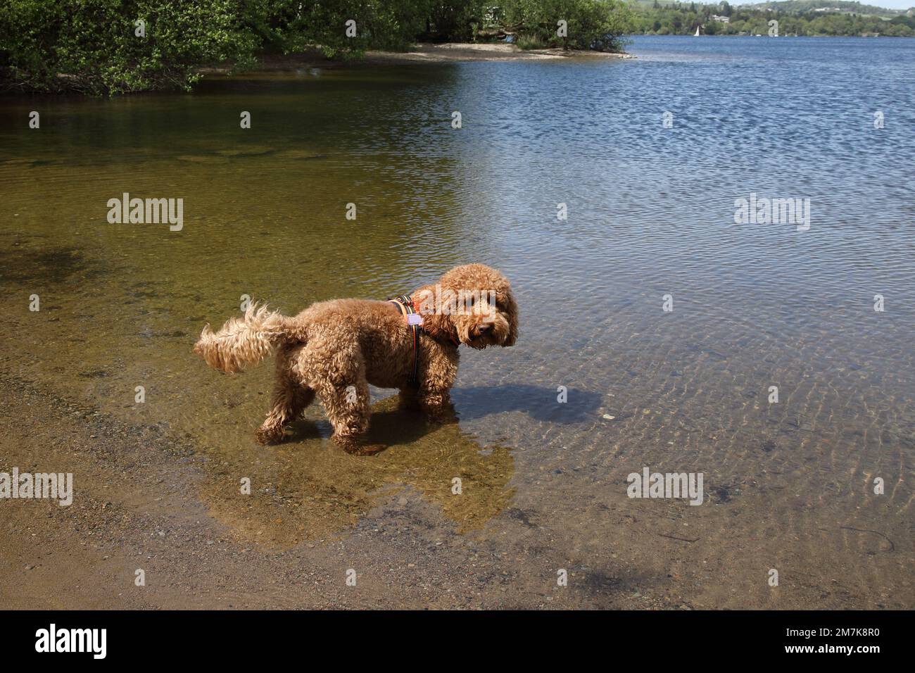 Cane nel lago Foto Stock