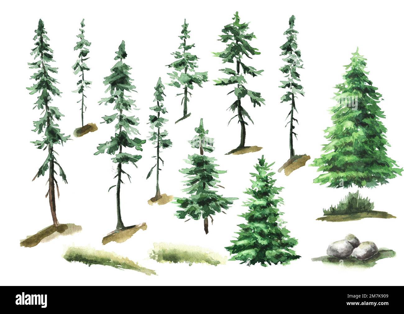 Foresta alberi di abete set. Illustrazione di acquerello disegnata a mano isolata su sfondo bianco Foto Stock