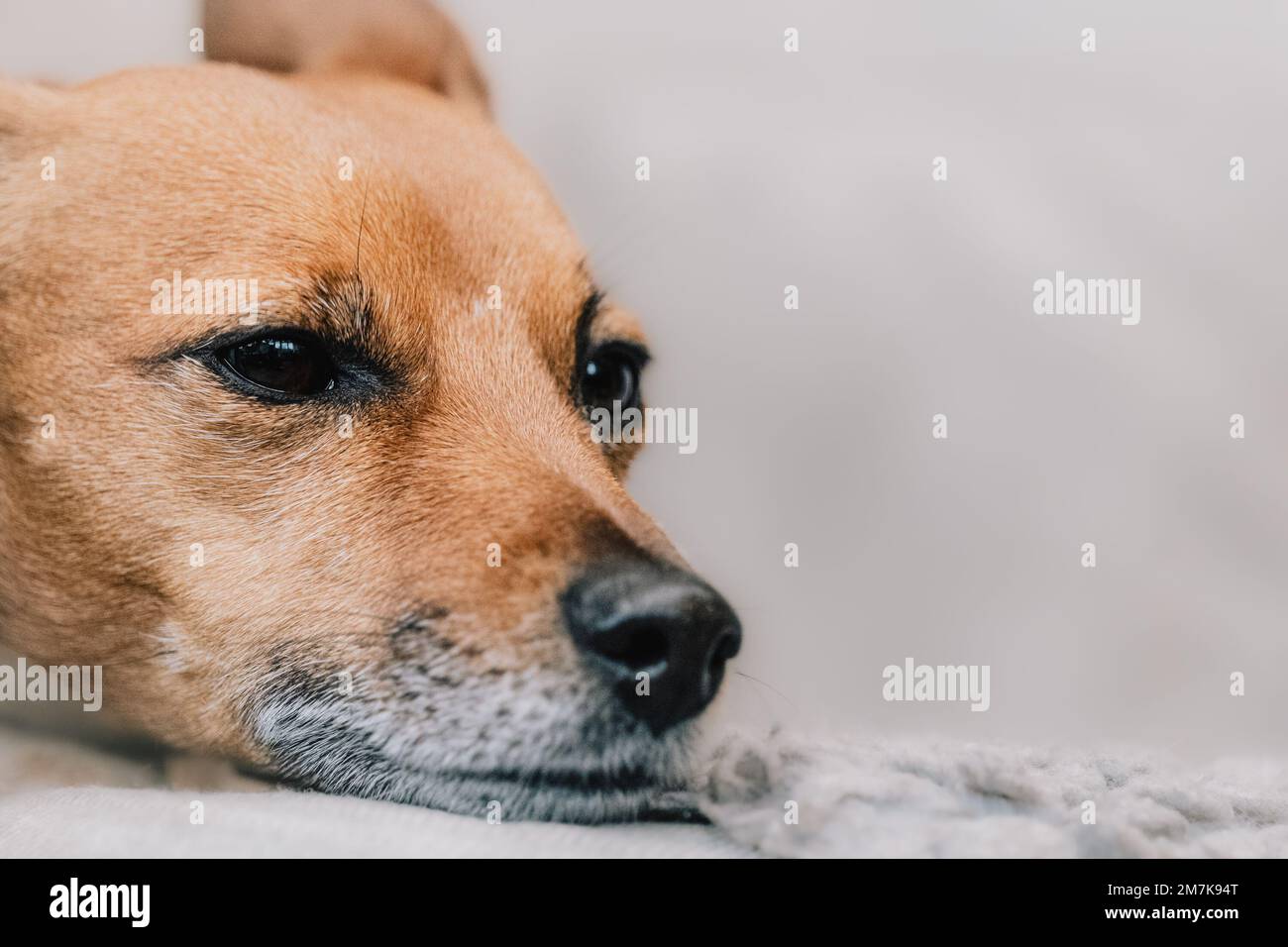 Adorabile e carino ritratto del cane Jack Russell Terrier. Colpo di testa di un cane da fotografia di un cane fotografa. Foto Stock