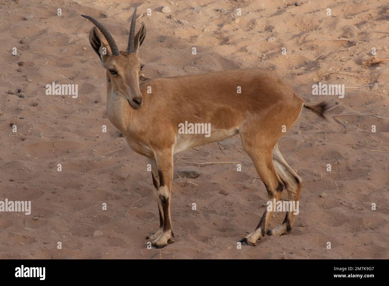 Uno stambecco alpino che sorge sulle dune sabbiose del deserto Foto Stock