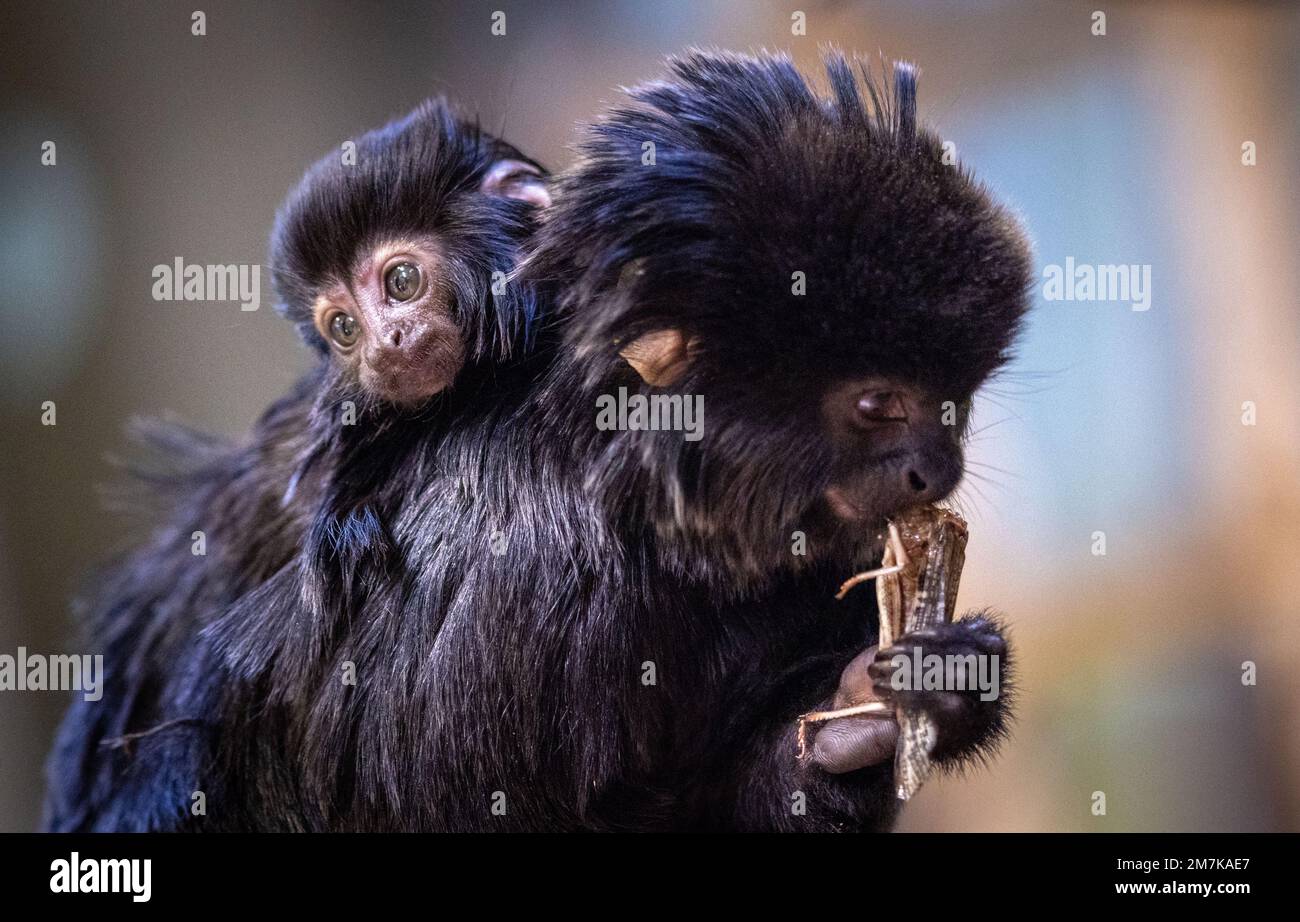 Schwerin, Germania. 10th Jan, 2023. Il cucciolo di tamarin che salta nato allo Zoo di Schwerin su 11.12.2022 aggrappamenti alla pelliccia della madre. Nella casa tropicale di Humboldt, la piccola scimmia è curata dai suoi genitori 'Omero' e 'Marge'. Gli Springtamarini appartengono alle scimmie clawed e sono elencati come 'in pericolo' nella lista rossa dell'IUCN. Credit: Jens Büttner/dpa/Alamy Live News Foto Stock