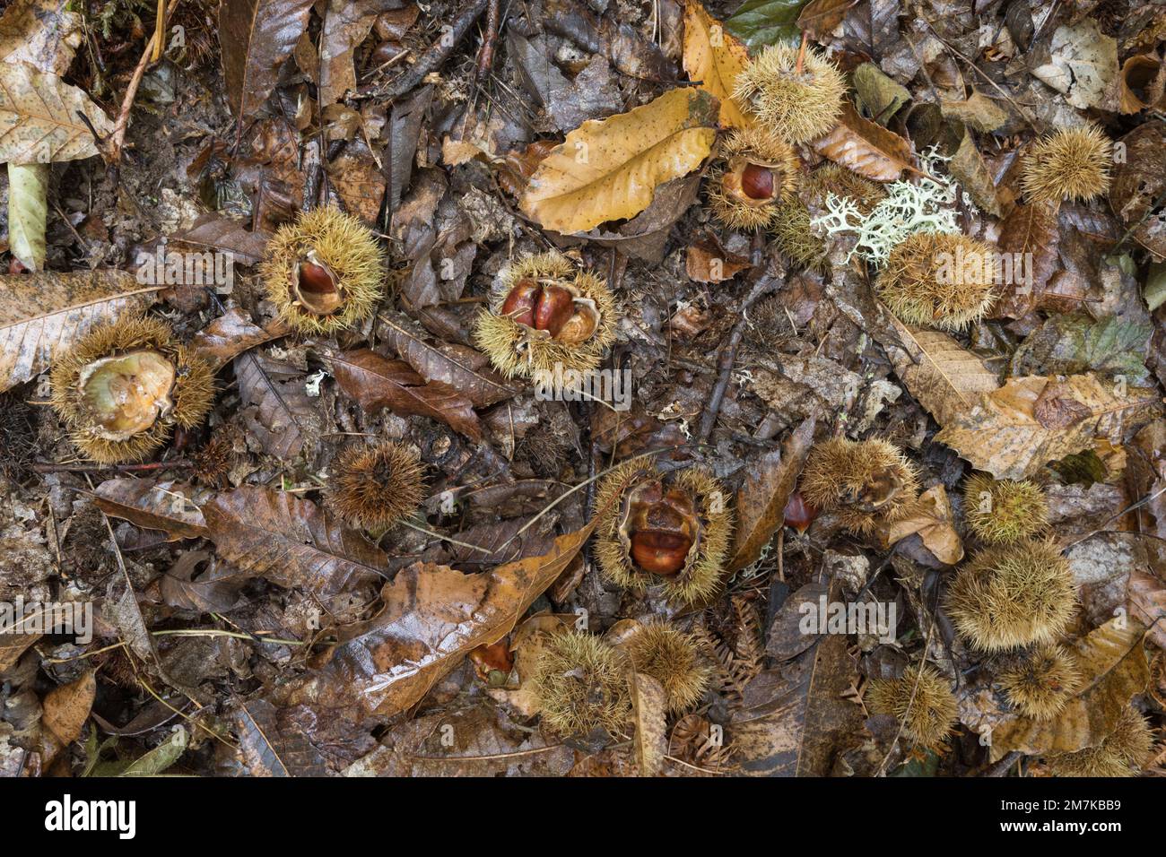 Fondo autunnale con foglie secche e castagne che escono dalla loro conchiglia in una vecchia foresta di Lugo Galizia Foto Stock