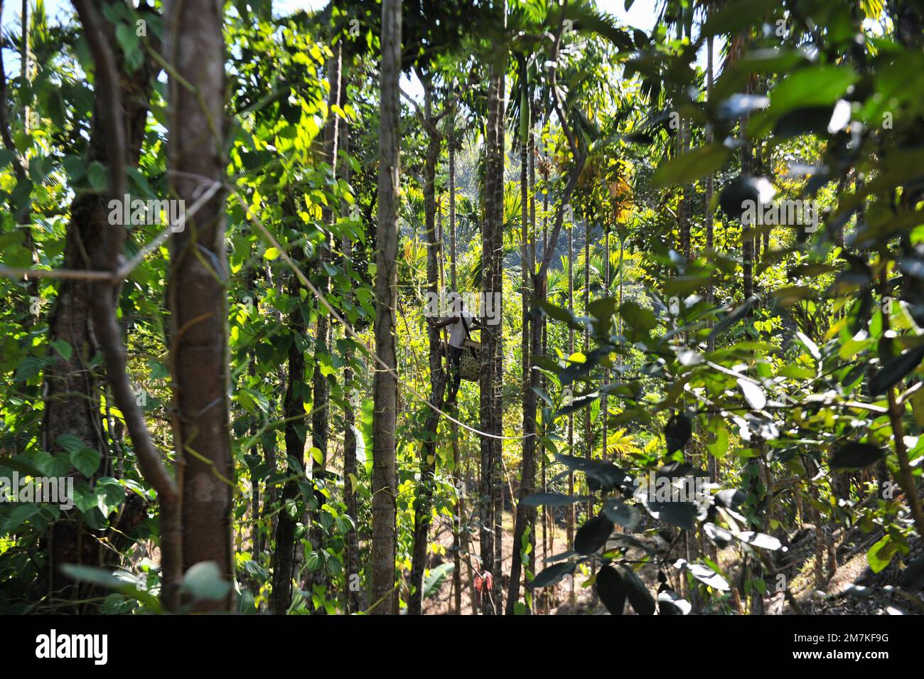 Non esclusiva: 10 gennaio 2023 a Jaintiapur, Sylhet, Bangladesh: Il contadino di Jhum della zona di confine di Jaintiapur di Sylhet sta strappando la foglia di betel da Foto Stock