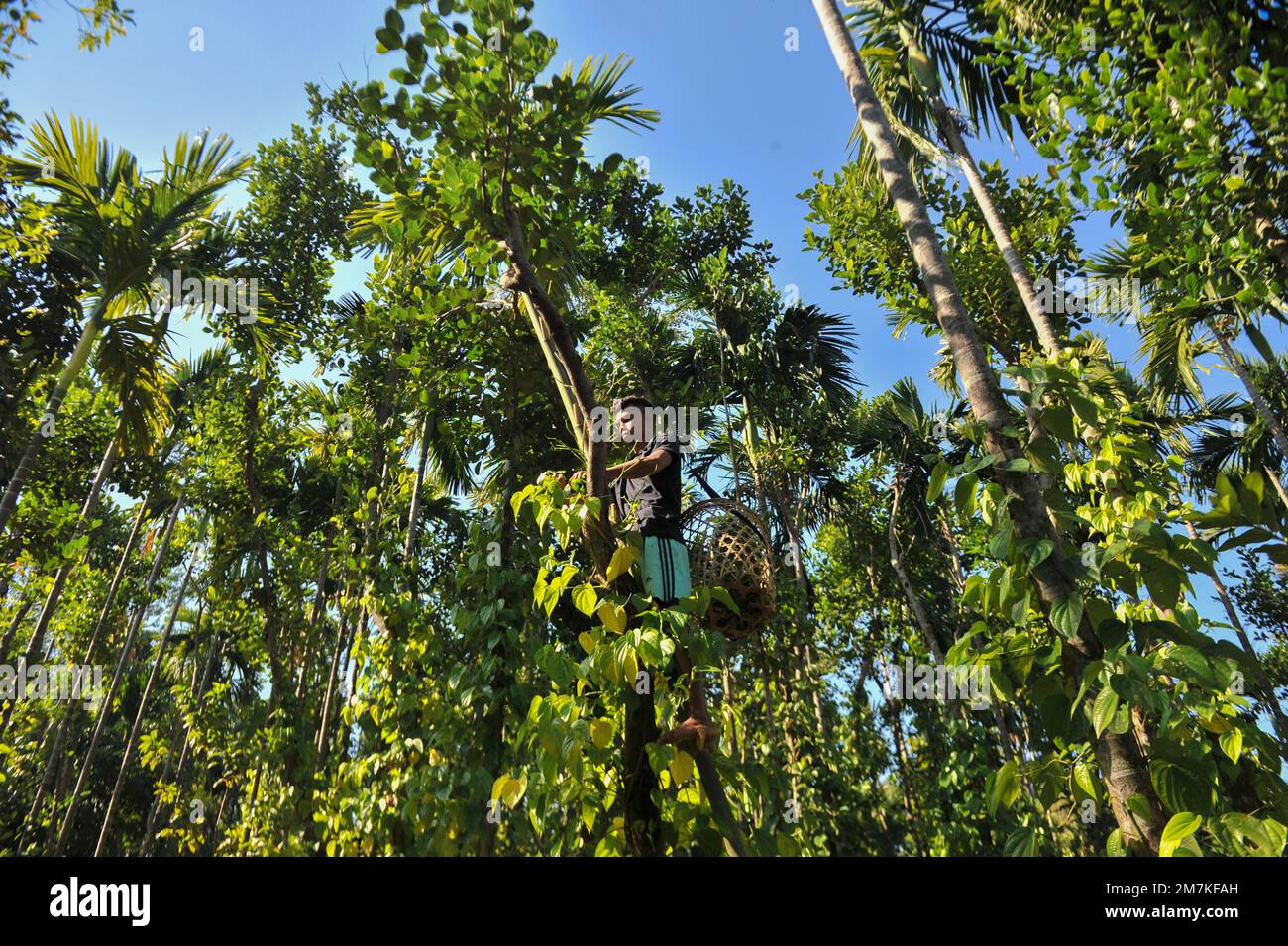 Non esclusiva: 10 gennaio 2023 a Jaintiapur, Sylhet, Bangladesh: Il contadino di Jhum della zona di confine di Jaintiapur di Sylhet sta strappando la foglia di betel da Foto Stock