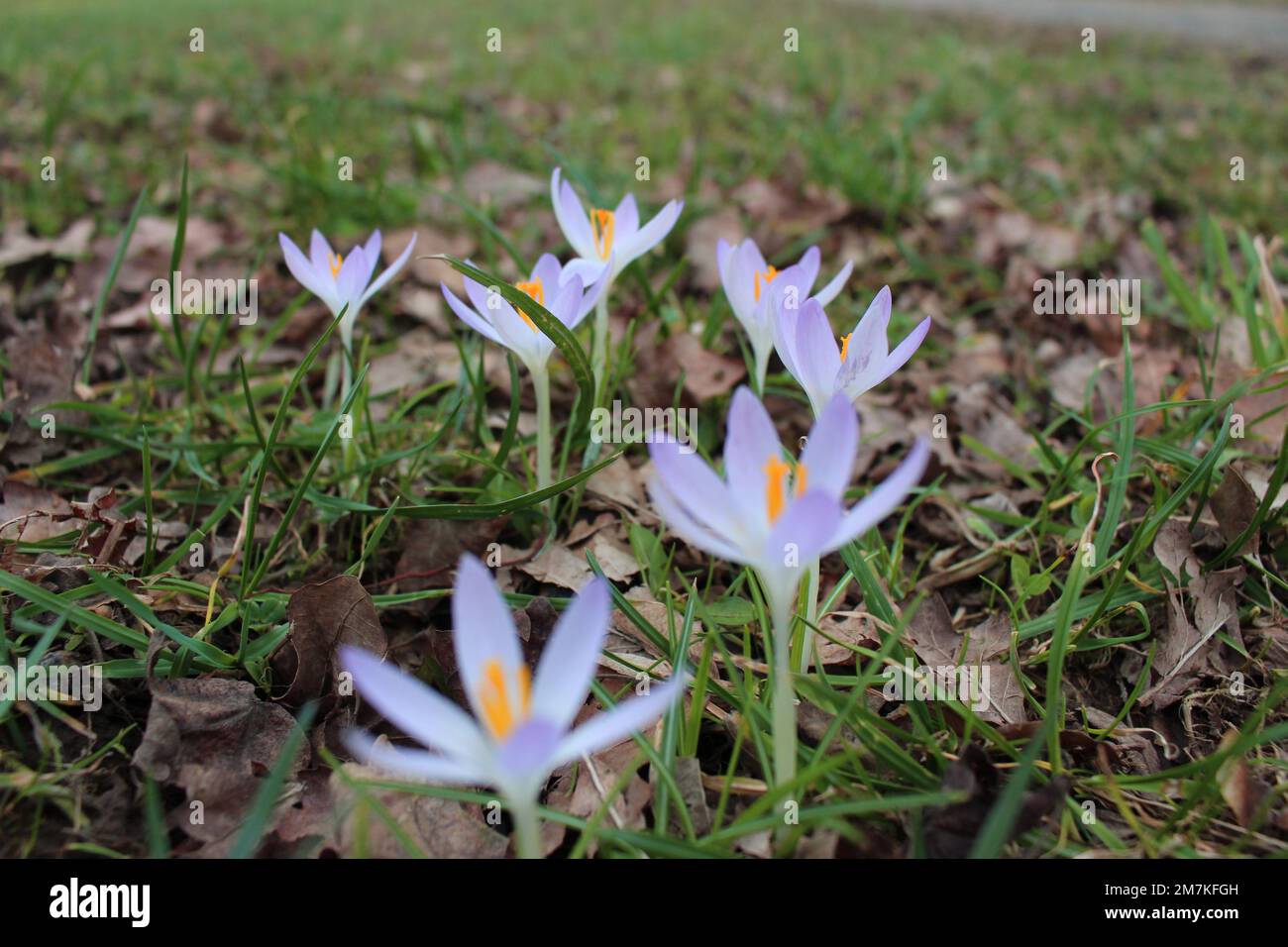 Bella viola e croco nella foresta o nel parco. Luce naturale, messa a fuoco selettiva. La primavera è qui nella bellissima Sauerland Foto Stock