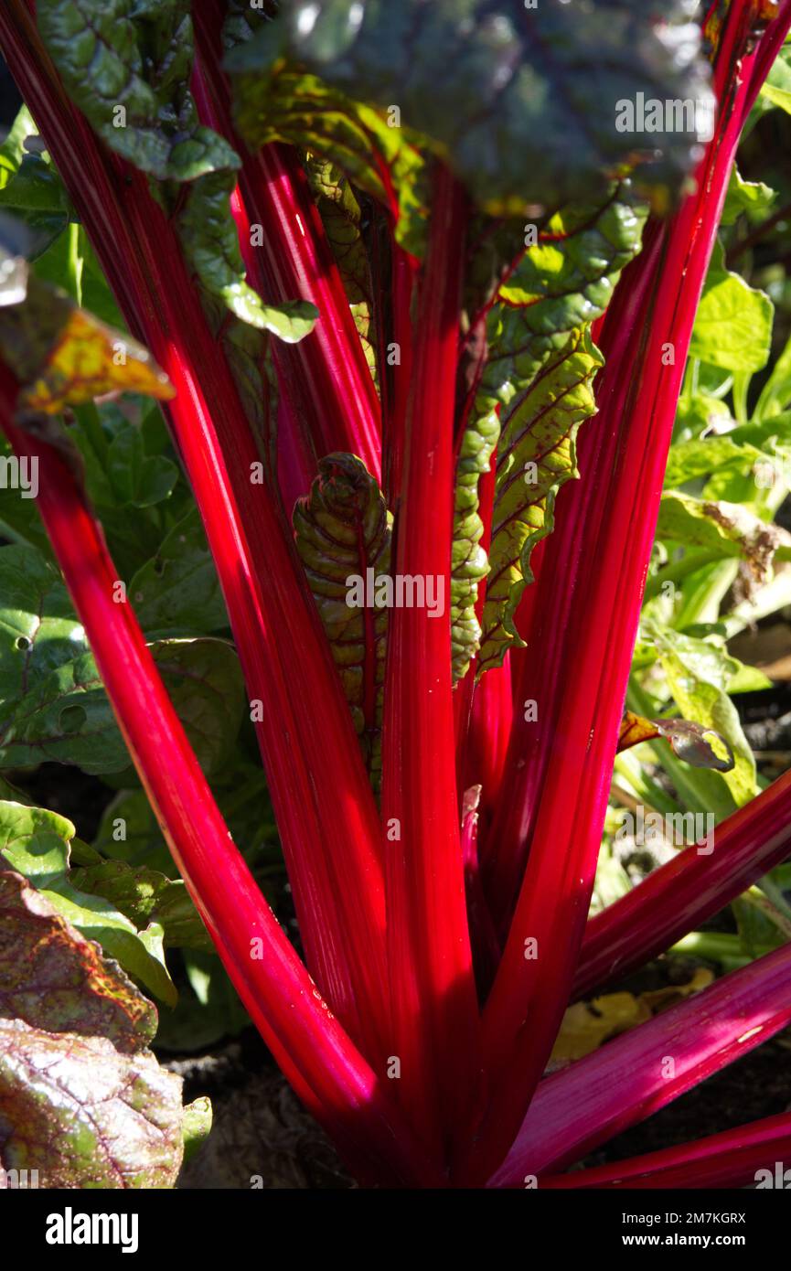 Gambi rossi vividi di verdure autunnali Ruby chard, noto anche come beta vulgaris o barbabietola da stelo nel giardino britannico di ottobre Foto Stock