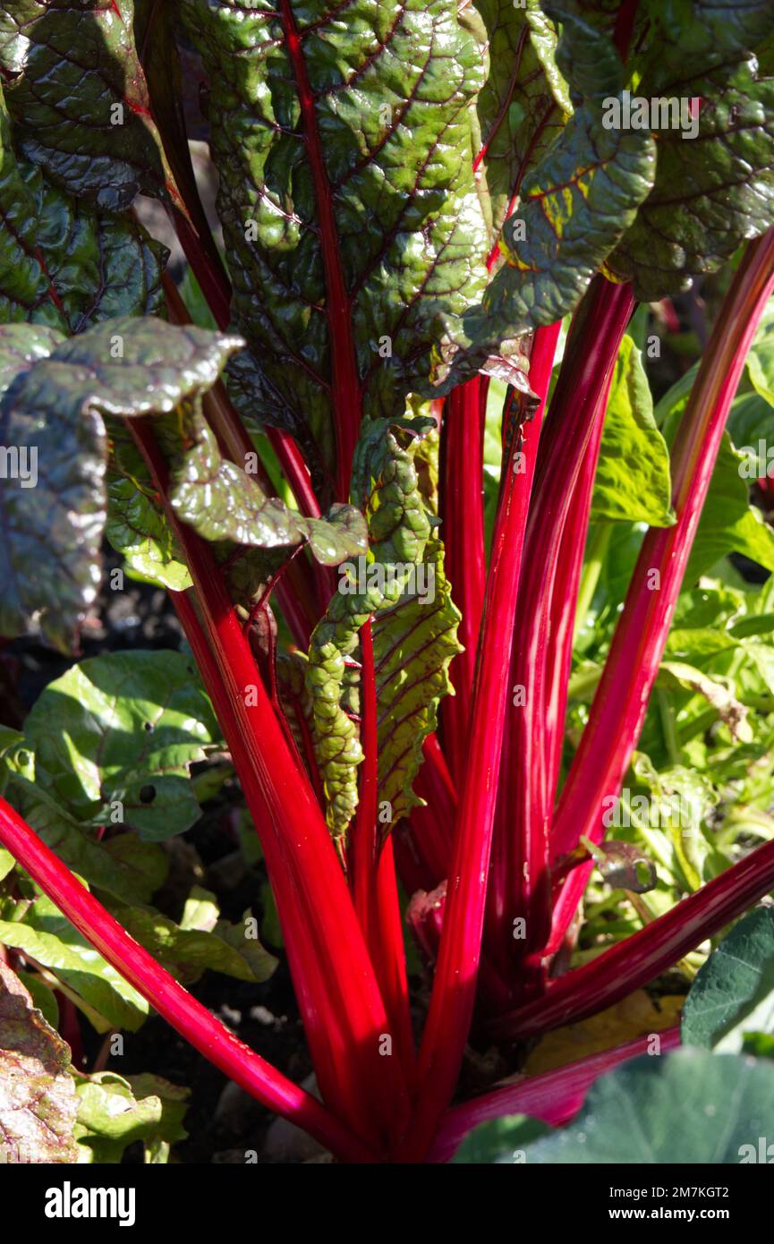 Gambi rossi vivaci e fogliame più scuro di verdure autunnali Ruby chard, noto anche come beta vulgaris o barbabietola da stelo nel giardino britannico di ottobre Foto Stock