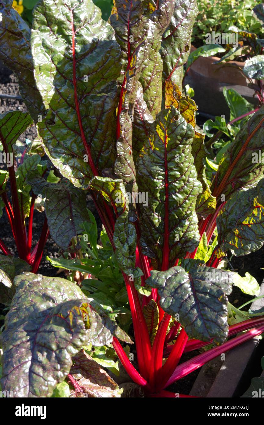 Gambi rossi vivaci e fogliame più scuro di verdure autunnali Ruby chard, noto anche come beta vulgaris o barbabietola da stelo nel giardino britannico di ottobre Foto Stock