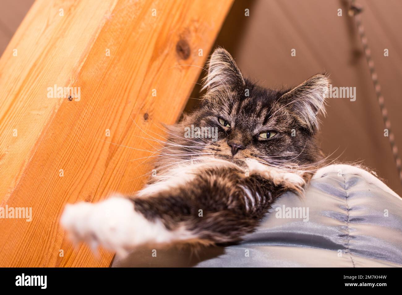 caro soffice gatto maine coon si trova nel suo letto e si allunga verso l'esterno una zampa Foto Stock