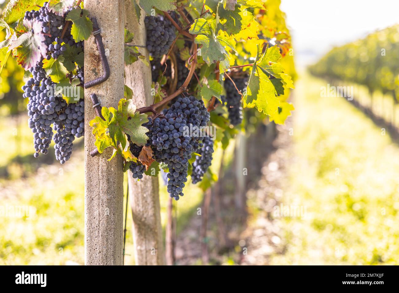 Grappoli blu di uve Cabernet sauvignon in un vigneto che matura prima della vendemmia. Foto Stock