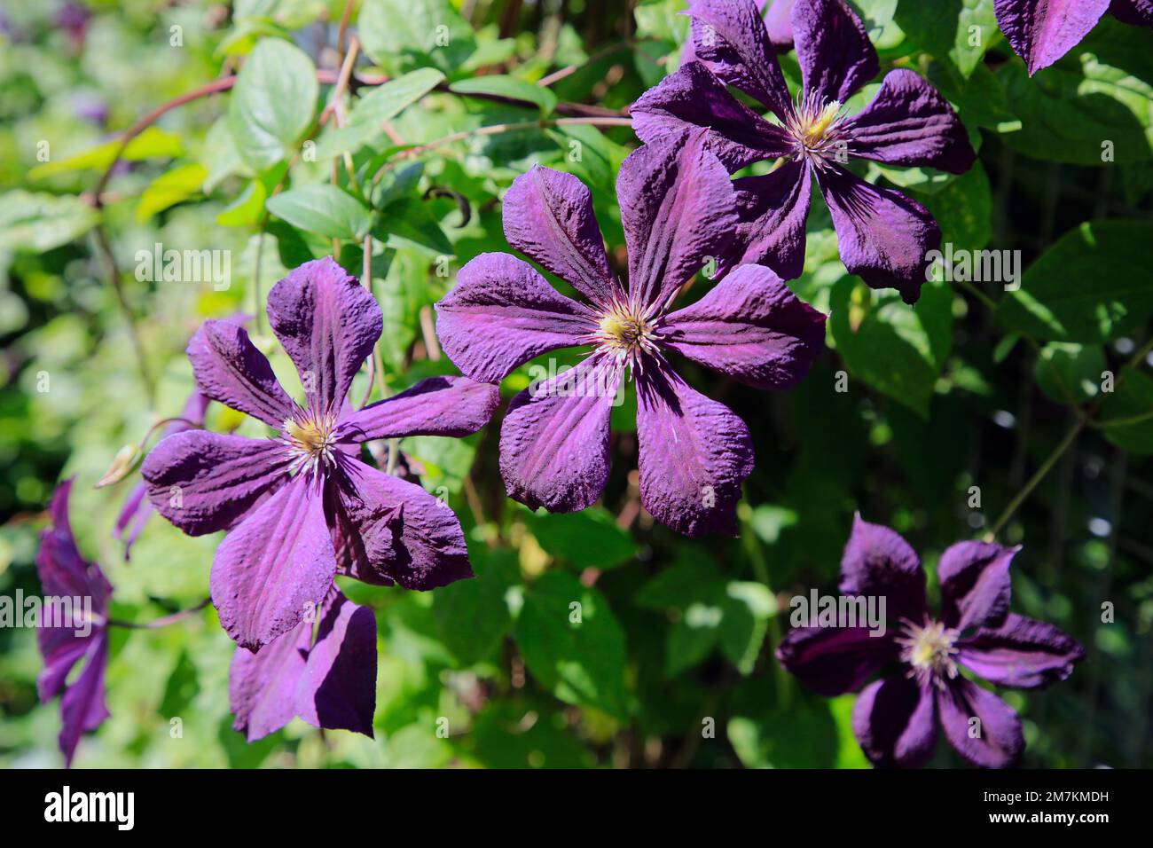 Fiori di Clematis viola che crescono nel parco in estate. Fotografia naturale. Foto Stock