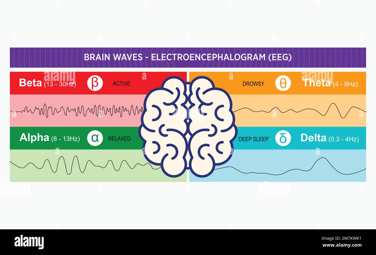 Lo studio delle onde cerebrali misura il delta rispetto al modello gamma e regola l'attività cerebrale testa umana in un grafico EEG onde cerebrali. Illustrazione del vettore piatto Illustrazione Vettoriale