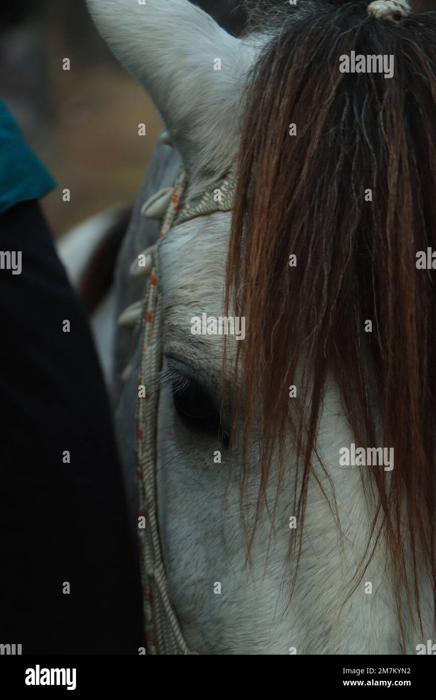 Occhio di cavallo. Elemento di progettazione. Foto Stock