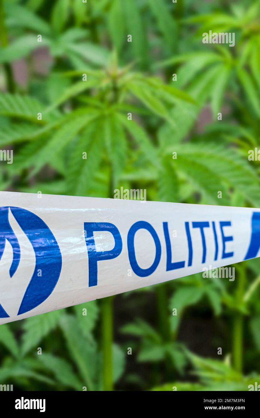 Politie belghe / nastro di polizia davanti a cannabis / canapa (Cannabis sativa) piante che crescono in piantagione Foto Stock