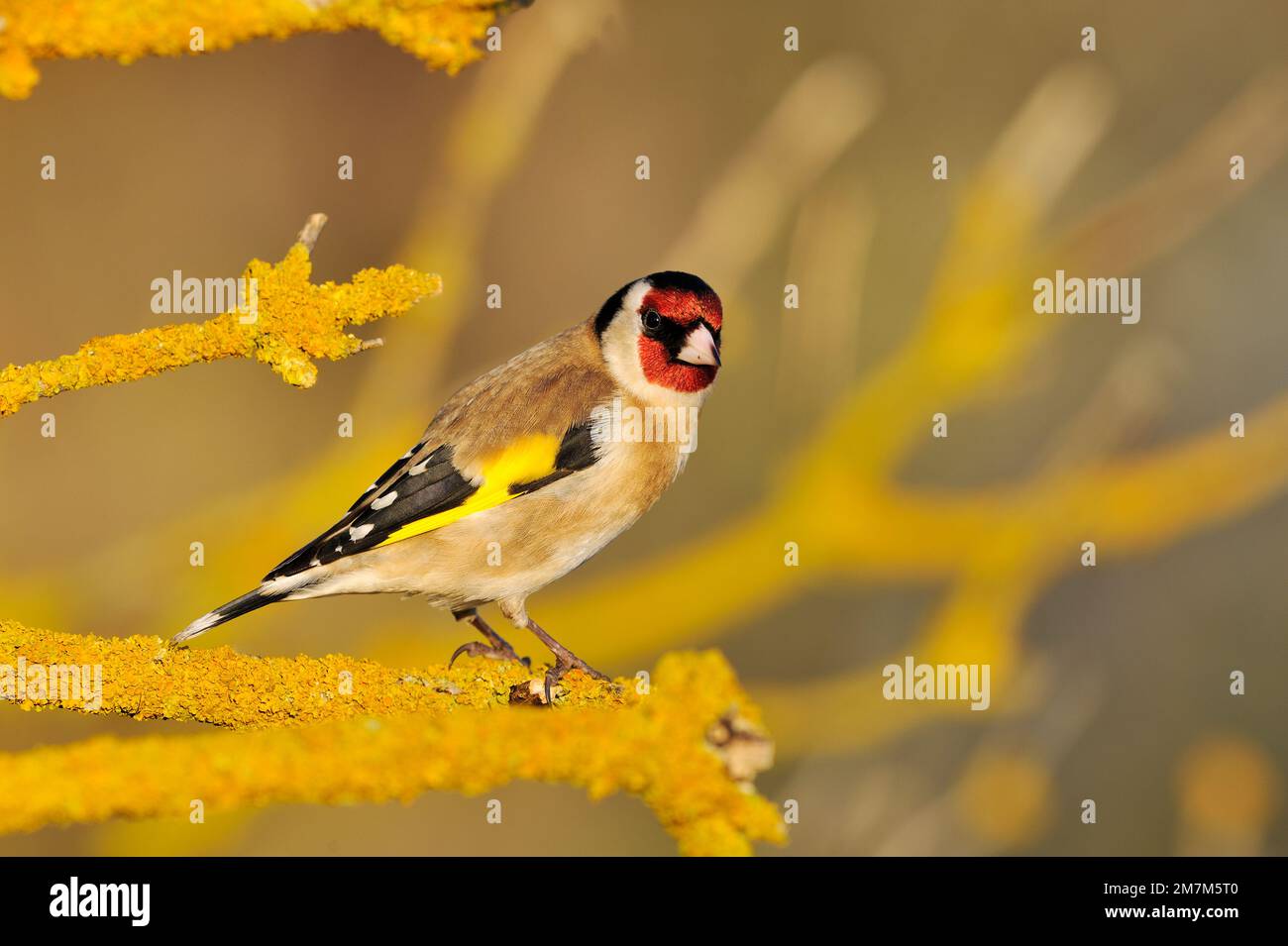 Goldfinch (Carduelis carduelis) arroccato su un ramo coperto di lichene di un cespuglio di sambuco nella luce notturna, Berwickshire, Scottish Borders, Scozia Foto Stock