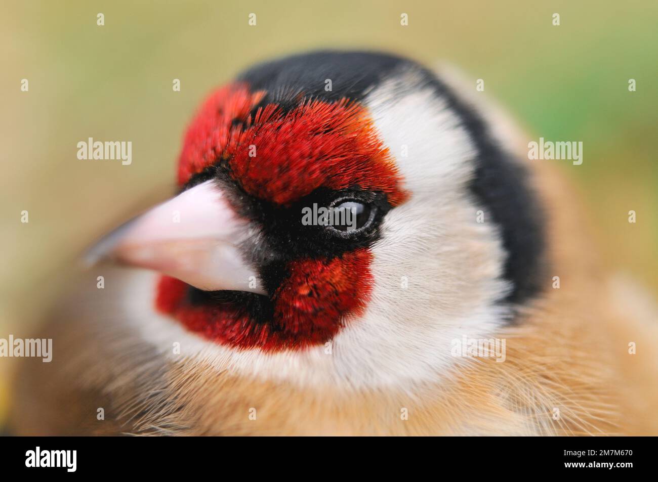 Goldfinch (Carduelis carduelis) primo piano della testa di uccello falce in giardino, Berwick-shire, Scottish Borders, Scozia, febbraio 2011 Foto Stock