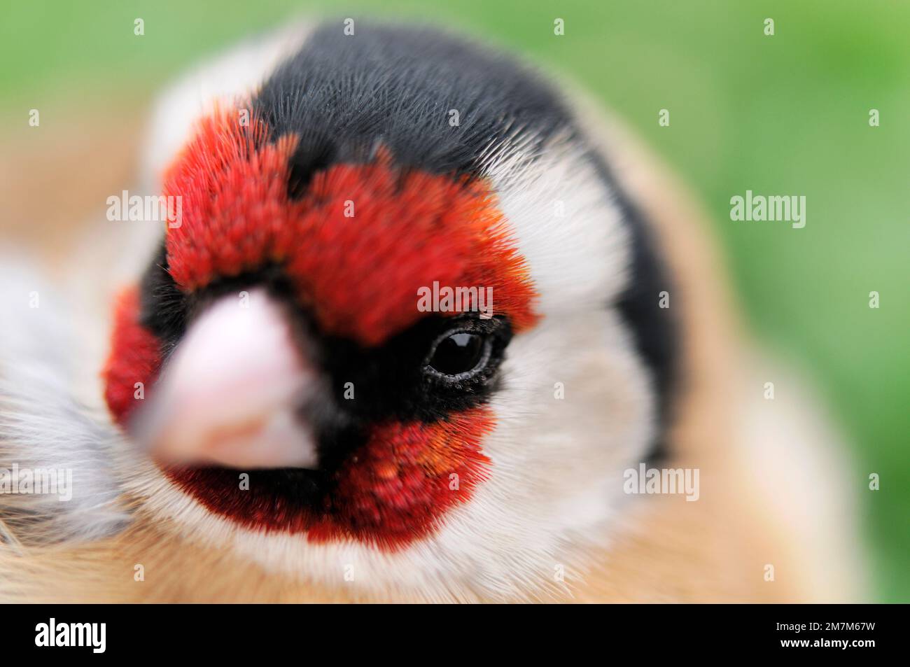 Goldfinch (Carduelis carduelis) primo piano della testa di uccello falce in giardino, Berwick-shire, Scottish Borders, Scozia, febbraio 2011 Foto Stock