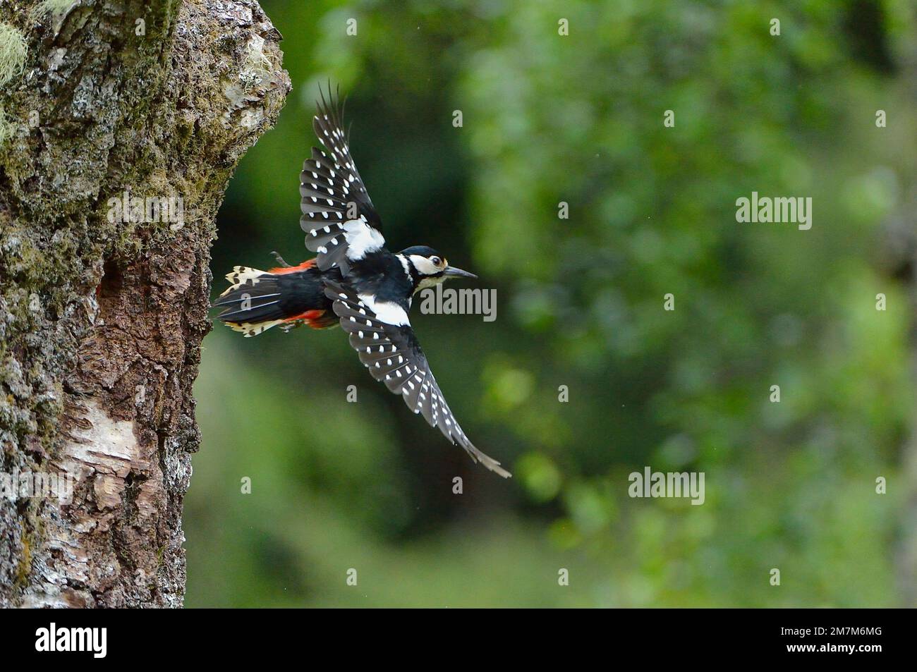Grande-spotted Woodpecker (Dendrocopos Major) femmina che vola via dal buco nido nell'albero di betulla dopo aver nutrito i giovani, Inverness-shire, Scozia, giugno 2017 Foto Stock