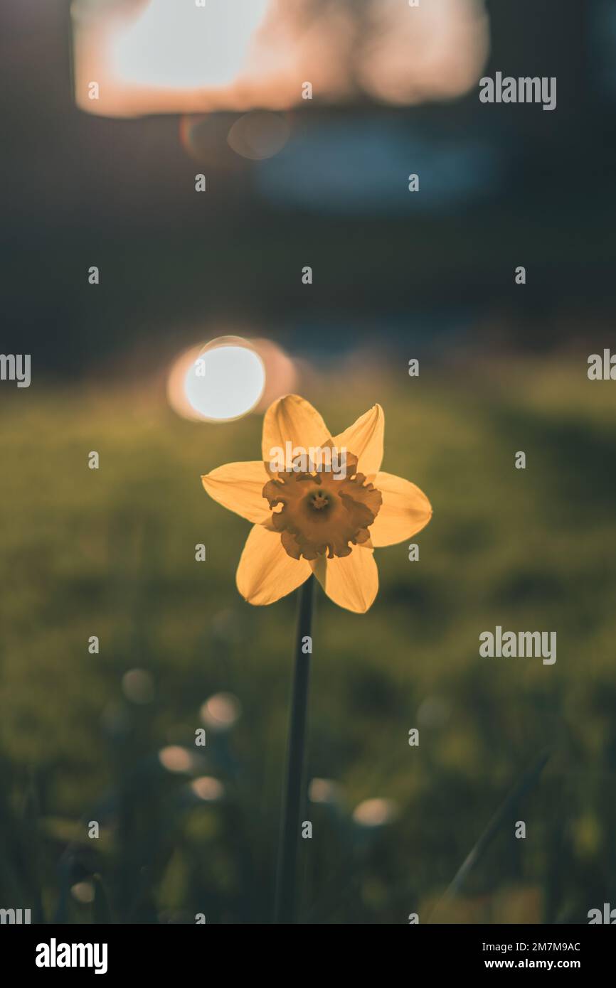 Narciso isolato fiore in erba campo Foto Stock