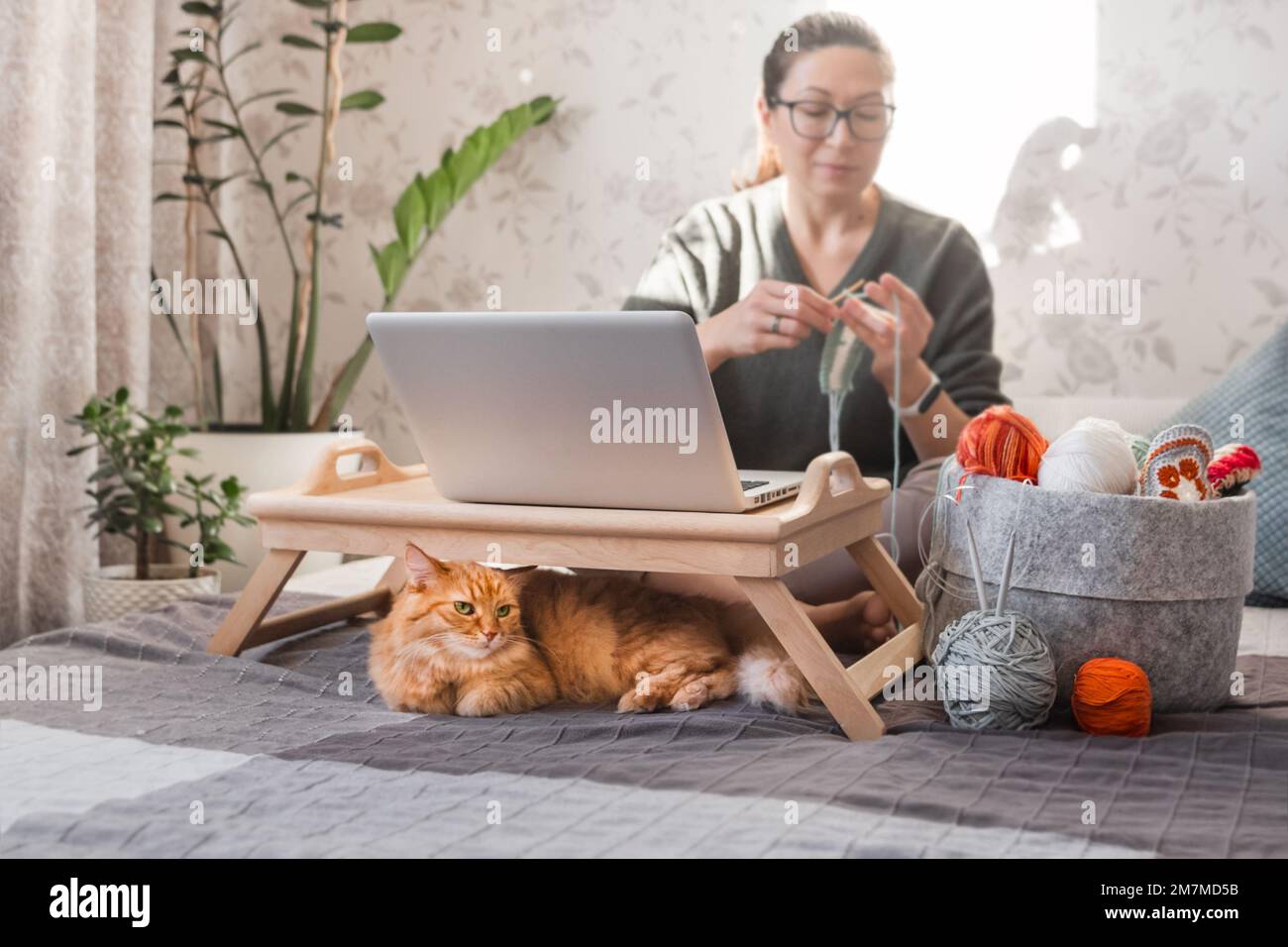 Ginger Cat guarda come la donna si accovacciano mentre guarda un film sul notebook. Impara a lavorare a maglia dalle lezioni video su Internet. Casa accogliente e anti stress hobby Foto Stock