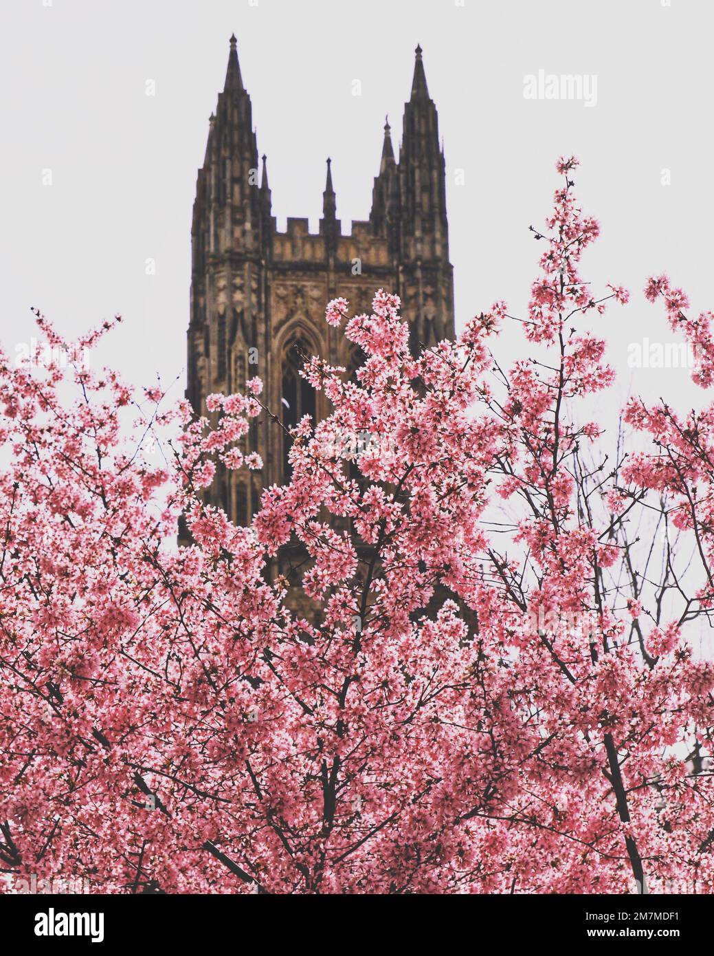 Cappella in fiore di ciliegi. Fiori. Fiore di prugna. Luce e ombra. Duke University. Vibrazioni primaverili. Foto Stock