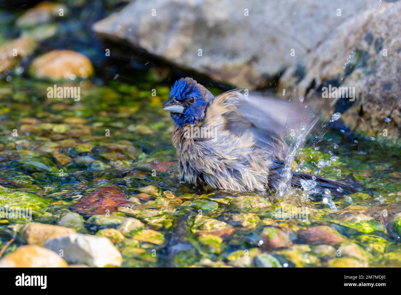 01533-00819 Blue Grossbeak (Passerina Caerulea) bagno maschio Marion Co.. IL Foto Stock