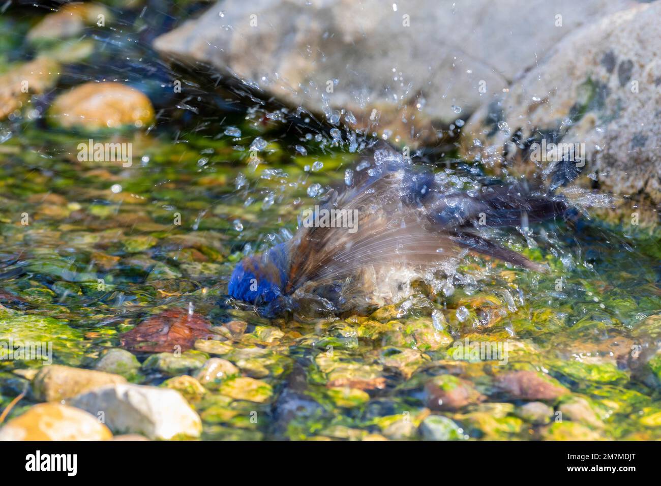 01533-00904 Blue Grossbeak (Passerina Caerulea) bagno maschio Marion Co.. IL Foto Stock