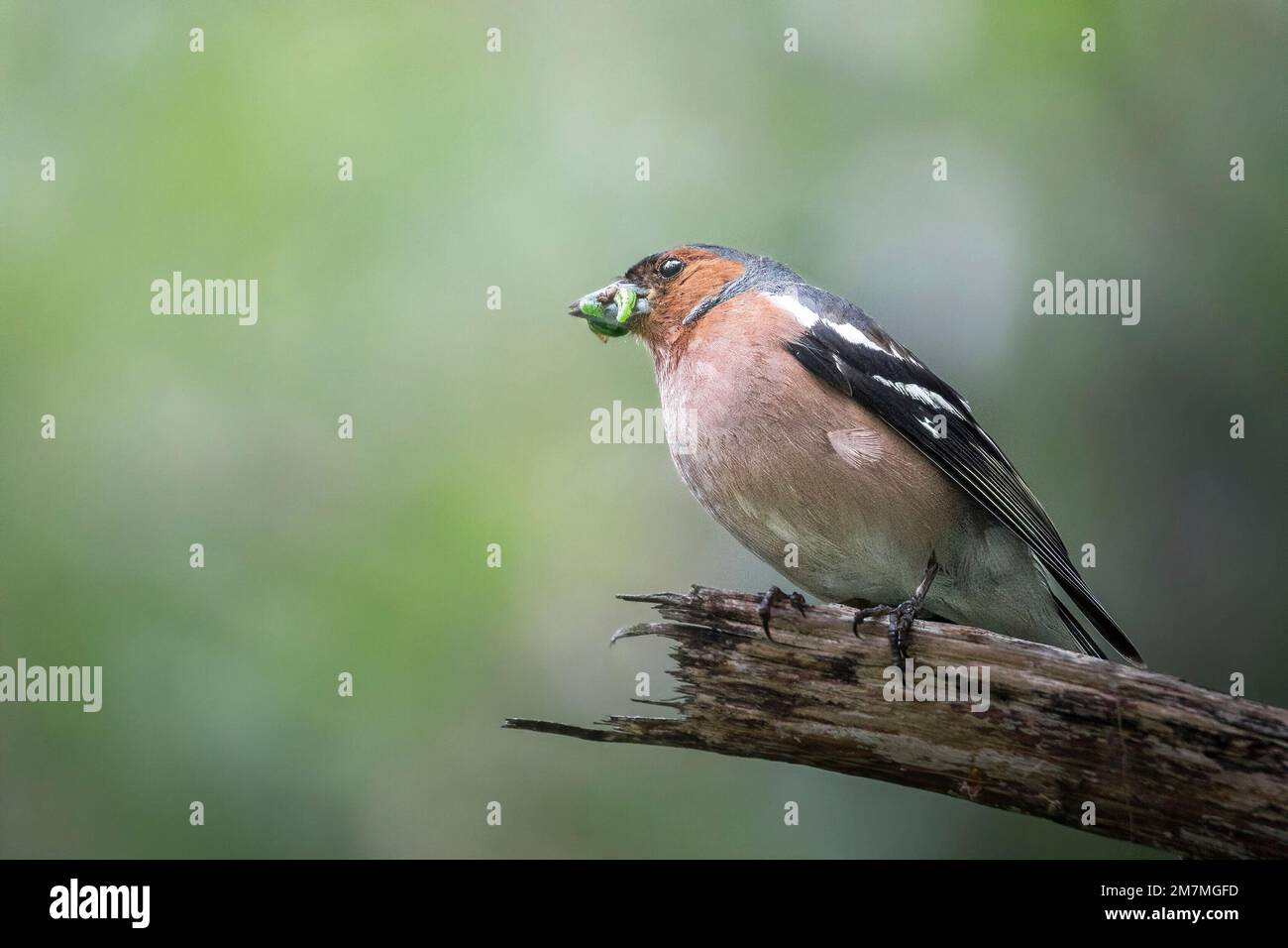 Chaffinch a pasto Foto Stock