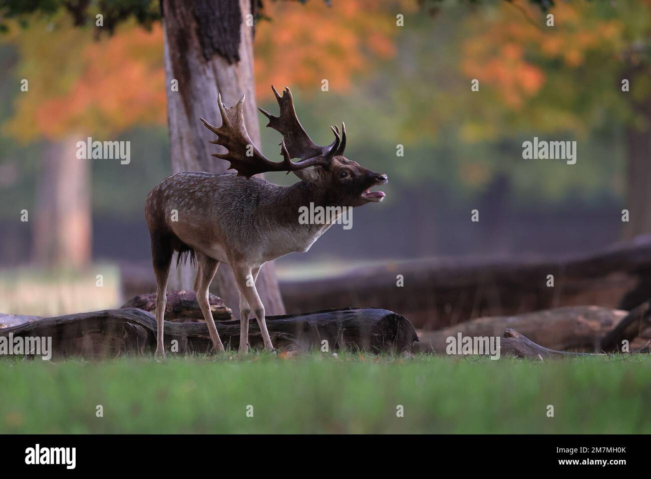 Il daino europeo, noto anche come daino comune o semplicemente daino, è una specie di mammifero ruminante appartenente alla famiglia Cervidae Foto Stock