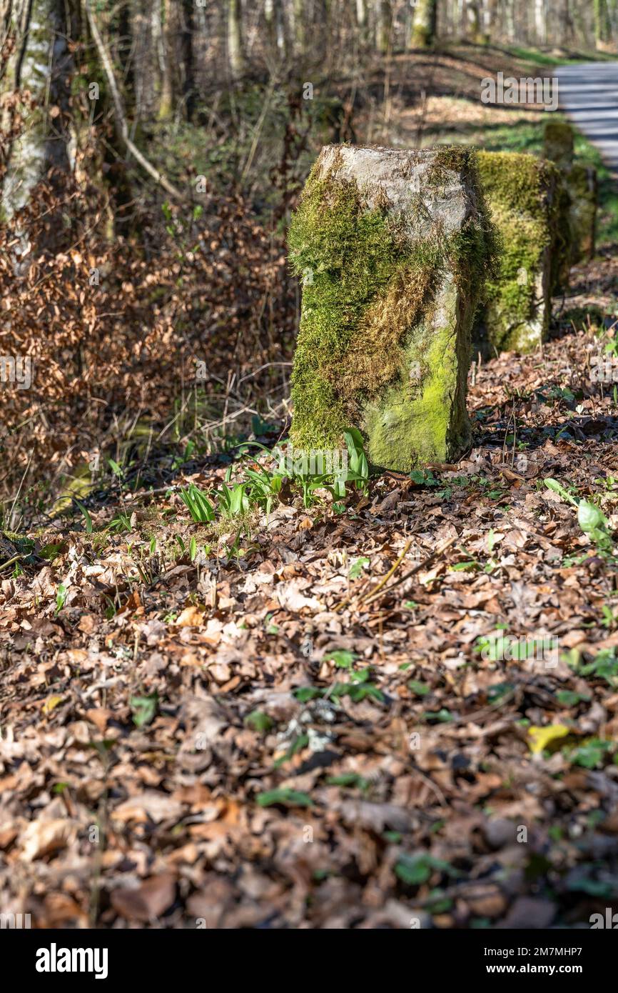 Europa, Germania, Germania meridionale, Baden-Württemberg, regione di Schönbuch, Pietre storiche di confine su un sentiero forestale a Schönbuch Foto Stock