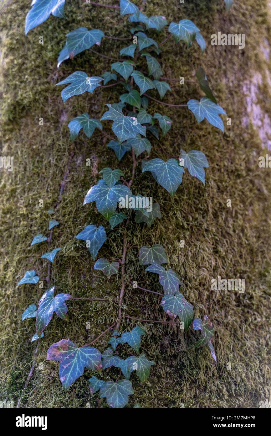 Europa, Germania, Germania meridionale, Baden-Württemberg, regione di Schönbuch, edera comune su un albero coperto di muschio Foto Stock